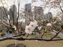 -西北湖绿化广场