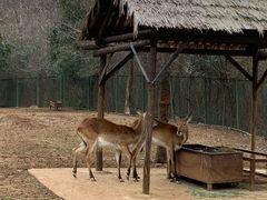 -合肥野生动物园
