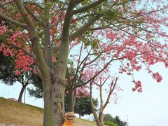 -风云岭森林公园