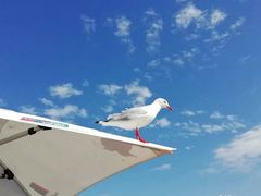 -悉尼鱼市场