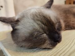 -Heymao猫咖.咖啡厅(东门店)