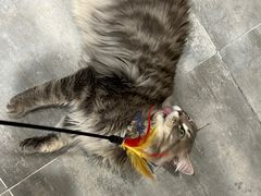 -楼上猫咖(罗湖店)