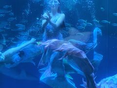 -海合安成都极地海洋公园