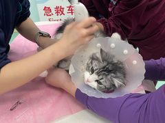 -北京观赏动物医院·24小时大型综合·猫专科·异宠专科