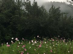 -黑河国家森林公园