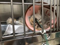 -康旭宠物医院(郑州总院)