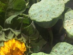 -谷莠子花艺气球派对·绿植造景·花艺沙龙(东海缤纷天地店)