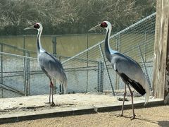 -盐城丹顶鹤湿地生态旅游区