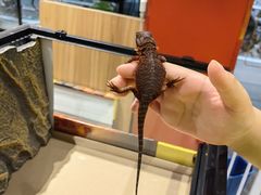 -酷以爬仙阁实体爬宠店·守宫·蜥蜴·专业繁育