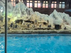 -帝企鹅自助餐厅•儿童岛•真企鹅(长隆企鹅酒店)