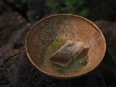 黄鱼-曲廊院(东四十一条店)