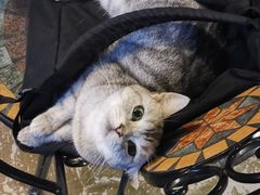 -猫猫幼稚园·撸猫·桌游·电玩