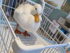 -怪兽屋·羊驼·猫咖·狗咖(俊华广场店)