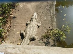 -广州长隆飞鸟乐园