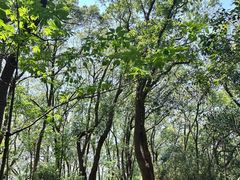 -上海佘山国家森林公园天马山园