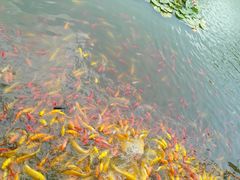 -武汉紫薇都市田园