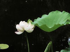 -陈家山荷花公园