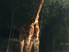 -清迈夜间动物园