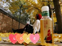 -三里屯东五街银杏大道