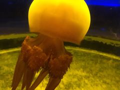 -锦艺城海洋馆