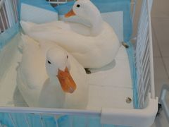 -怪兽屋·羊驼·猫咖·狗咖(俊华广场店)