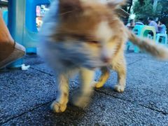 -舒记钵钵鸡