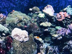 -珠海长隆海洋王国