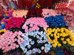 -越秀西湖花市(广州城市广场花卉店)