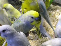 -青石桥花鸟鱼虫市场(叠翠城店)