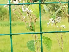 -白鹿原葡萄主题公园