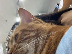-爱洗澡的猫(天河路店)