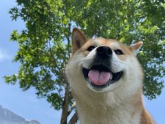 -谐和益家动物医院·免疫绝育·血液透析·宠保定点医院(高新伊藤分院)
