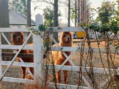 -前小桔亲子创意农场·草莓采摘·露营烧烤