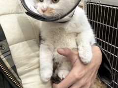 -佩兹宠物医院肿瘤专科·眼科·牙科(黄浦店)