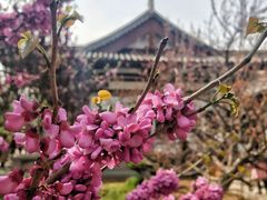 -西安青龙寺遗址景区