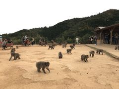 -岚山猴子公园