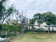 -顾村公园