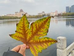 -莲花池公园