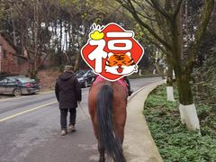 -铁山坪森林公园