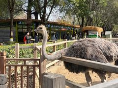 -北京野生动物园