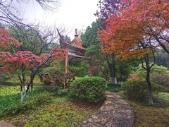 -炎陵县神农谷国家森林公园