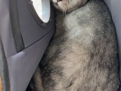 -中农国际动物医院24小时·猫科·骨科·急重症中心