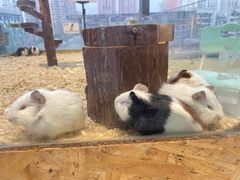 -怪兽屋·羊驼·猫咖·狗咖(俊华广场店)