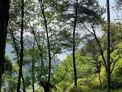 -铁山坪森林公园