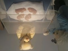 -成都泰迪熊博物馆