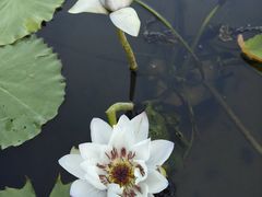 -中国科学院华南植物园