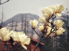 -慢丽江·云南野生菌土鸡锅(西山店)