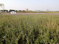-光明小镇欢乐田园