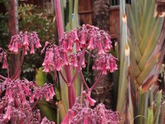 -西双版纳傣族园