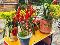 -溪岸路花鸟市场